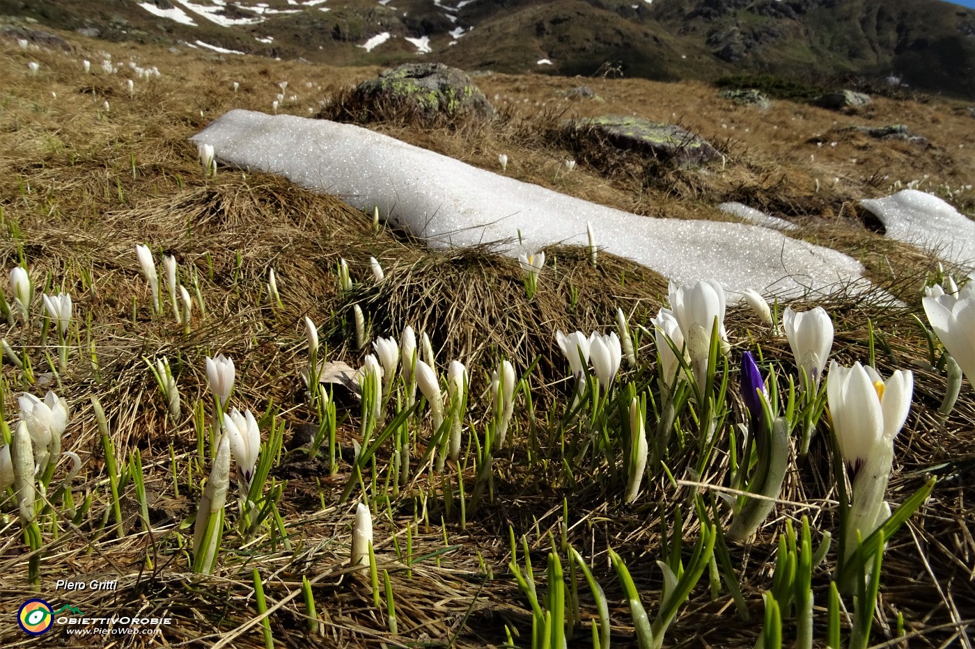 25 Appena la neve si scioglie i crocus spuntano !.JPG